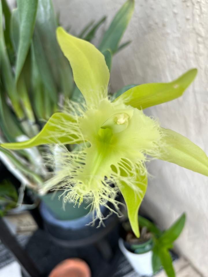 Maria Piret tweet media