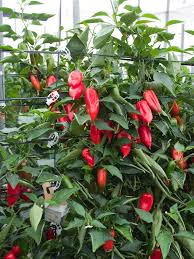EretzIsrael's tweet photo. FRUITS & VEGETABLES
DEVELOPED IN ISRAEL ®️
Angello, the first seedless pepper in the world, won the Fruit Logistica Innovation Award in 2012. The development of the mini seedless red pepper began six years ago. For now it has grown only in Israel and Spain. #BDSFails https://t.co/su0SqwJWcv