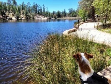 If you're looking for the perfect place to hike with your dogs, Mt. Lemmon is the answer! Dogs are welcome on ALL trails within the area.

Read more here: bit.ly/3VhB6ij 

#MtLemmonHotel #MtLemmon #MountLemmon #CabinRentals #PetFriendlyHotel #DogFriendly #HikingwithDogs