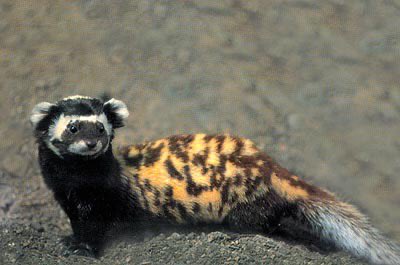 marbled polecat??? i think itd make 4 an excellent character design alalala