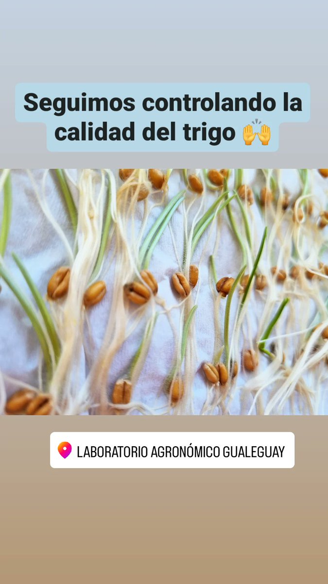 laboratorioLag's tweet photo. #podergerminativo #semilla #trigo https://t.co/WagqyVXtyz