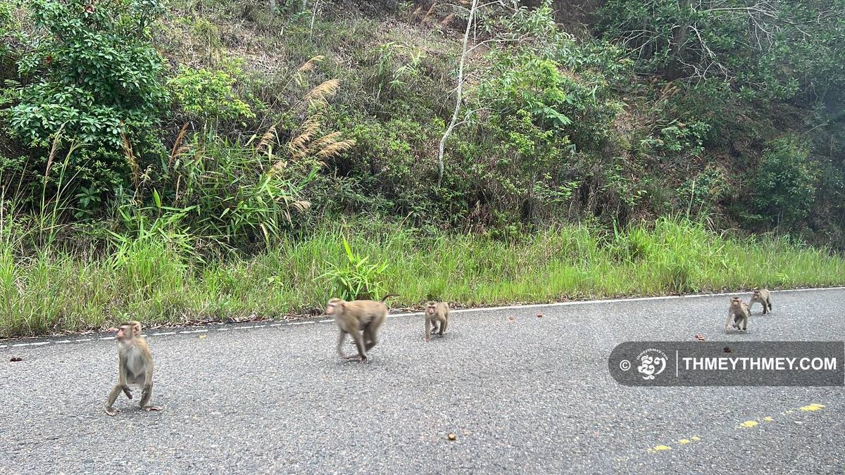 Monkeys Roam Bokor Road 

KAMPOT – Monkeys roam sections of road leading to the top of Bokor Mountain. Some of them play on the trees beside the road. Travelers often give them fruit.

Photos by Torn Chanritheara