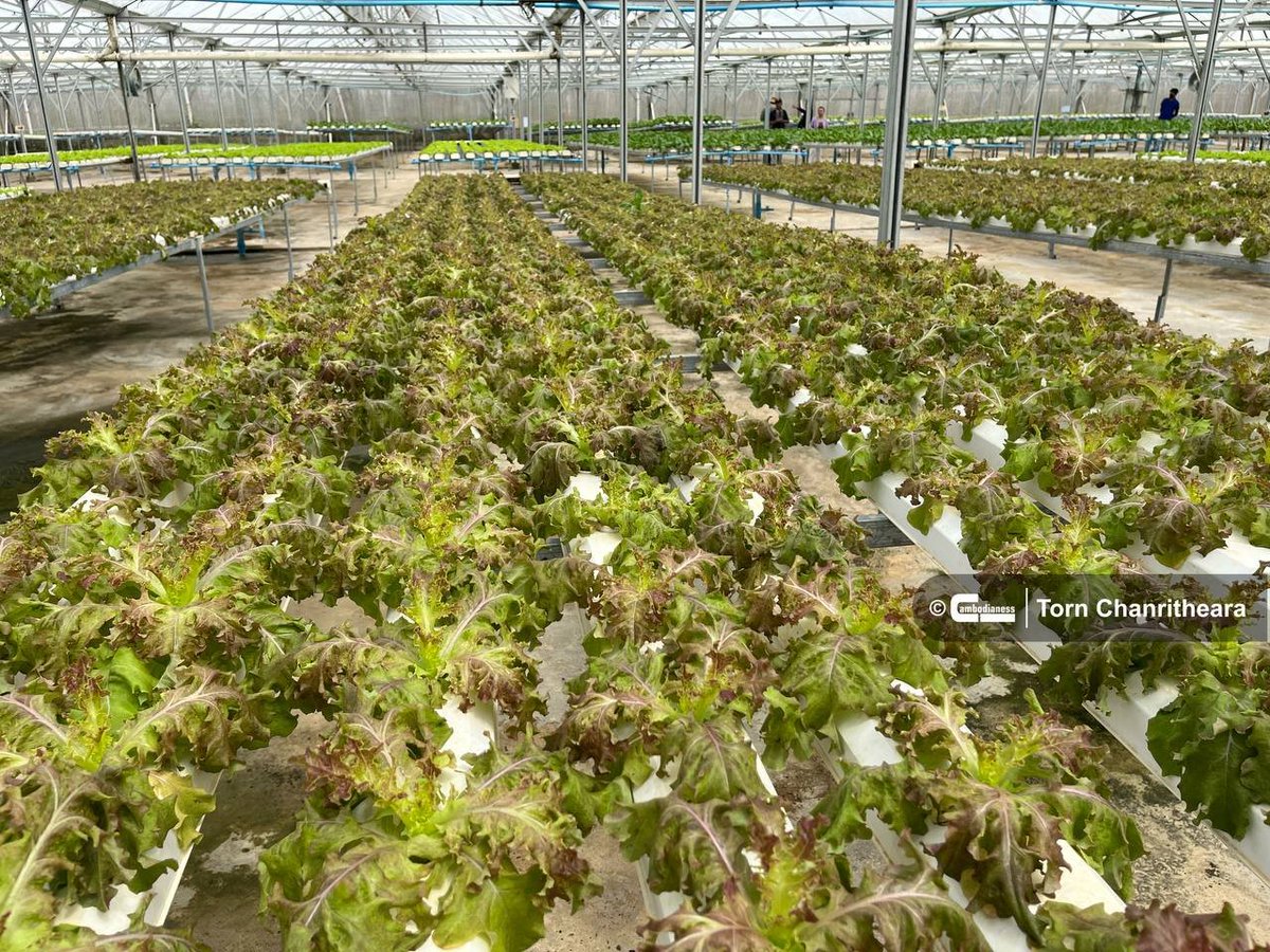 Hydroponic Vegetables 

KAMPOT — Vegetables grow hydroponically inside a farm house on Bokor Mountain. Their roots grow, not in soil, but in a nutrient-enriched solution, saving space and water while producing better crops which are affected less by pests and diseases.