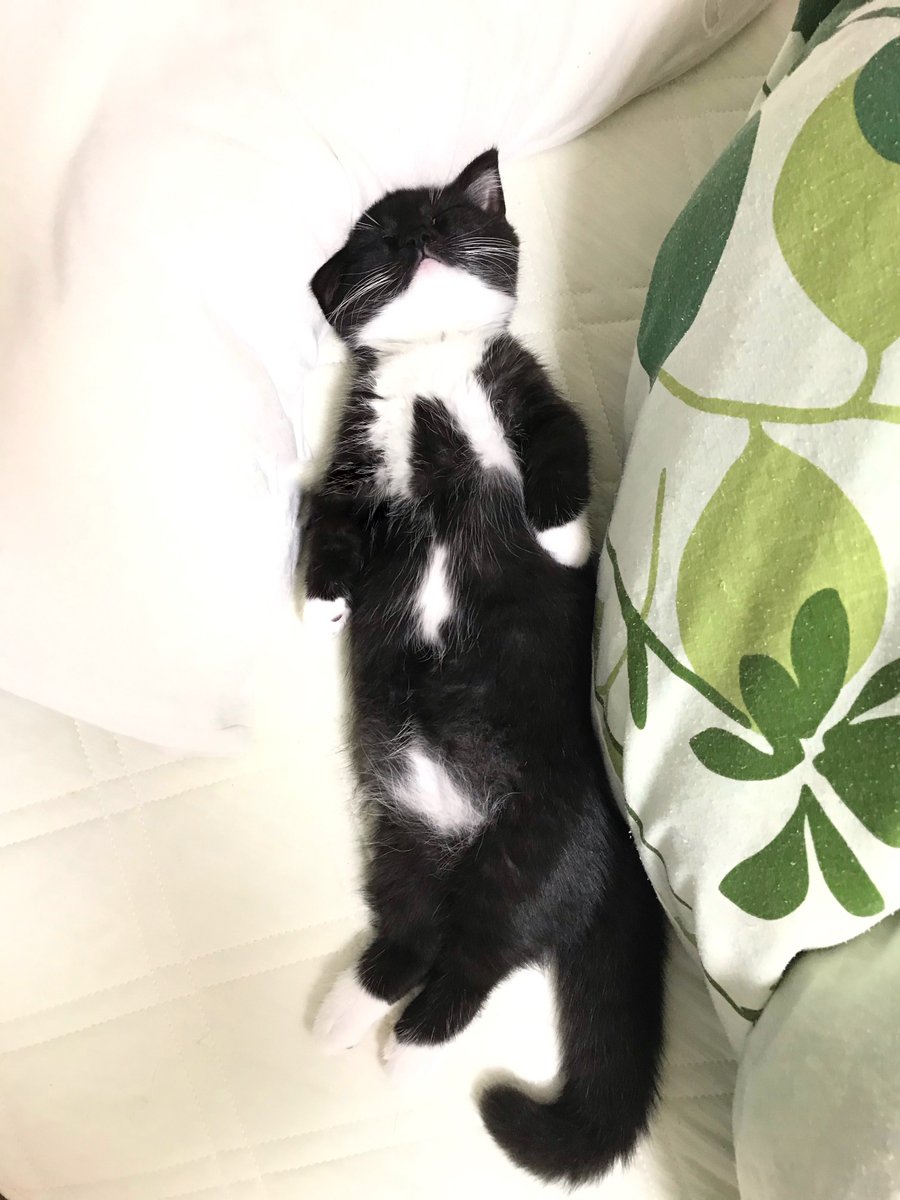 I'm Uni :3 tweet media