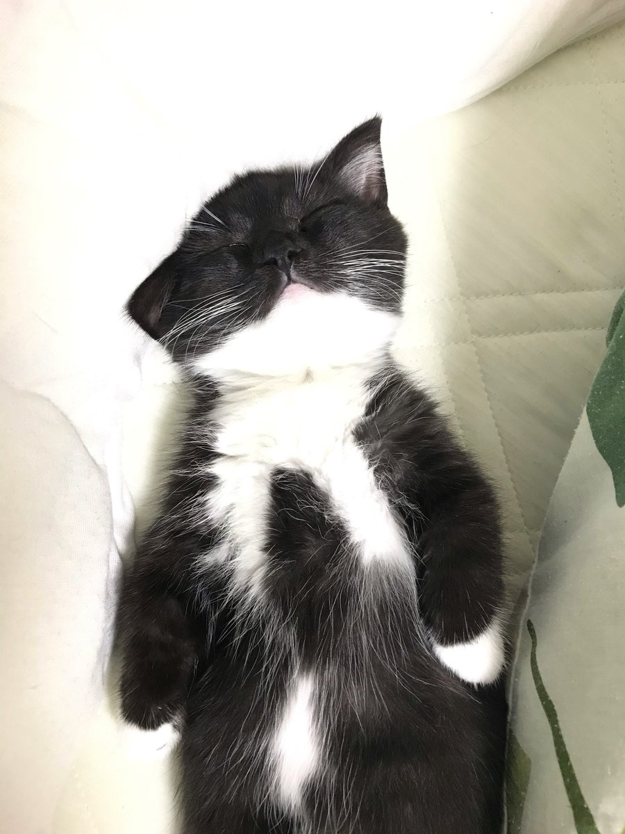 I'm Uni :3 tweet media