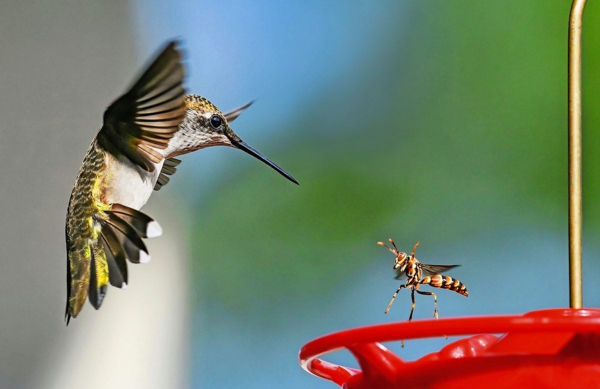 andytorc's tweet image. While hummingbird mortality disrupts pollination, others argue that it simply keeps a predator-prey balance. #UCanimals yummingbird.com/the-role-of-hu…