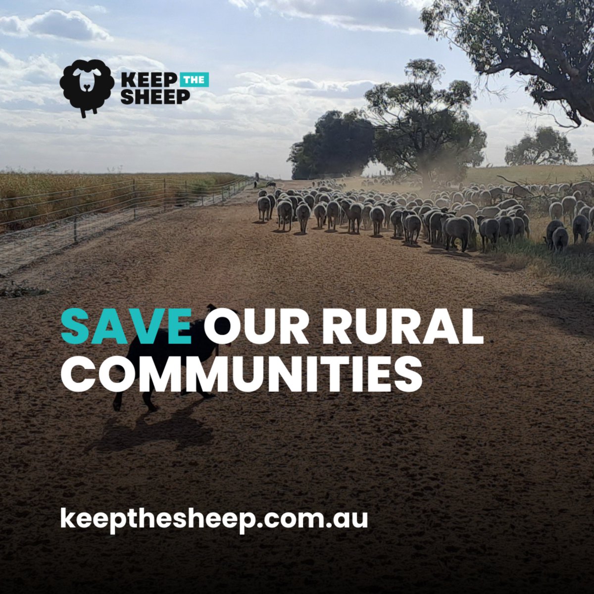 SheepProducers's tweet photo. Ceasing live sheep exports will shrink &amp; change the sheep flock, leading to 55,000 less bales of #wool being produced a year and the complete loss of that income. The transition package does nothing about this. #keepthesheep sign here https://t.co/KiCVvWQFL7 https://t.co/0t5LiEEPux