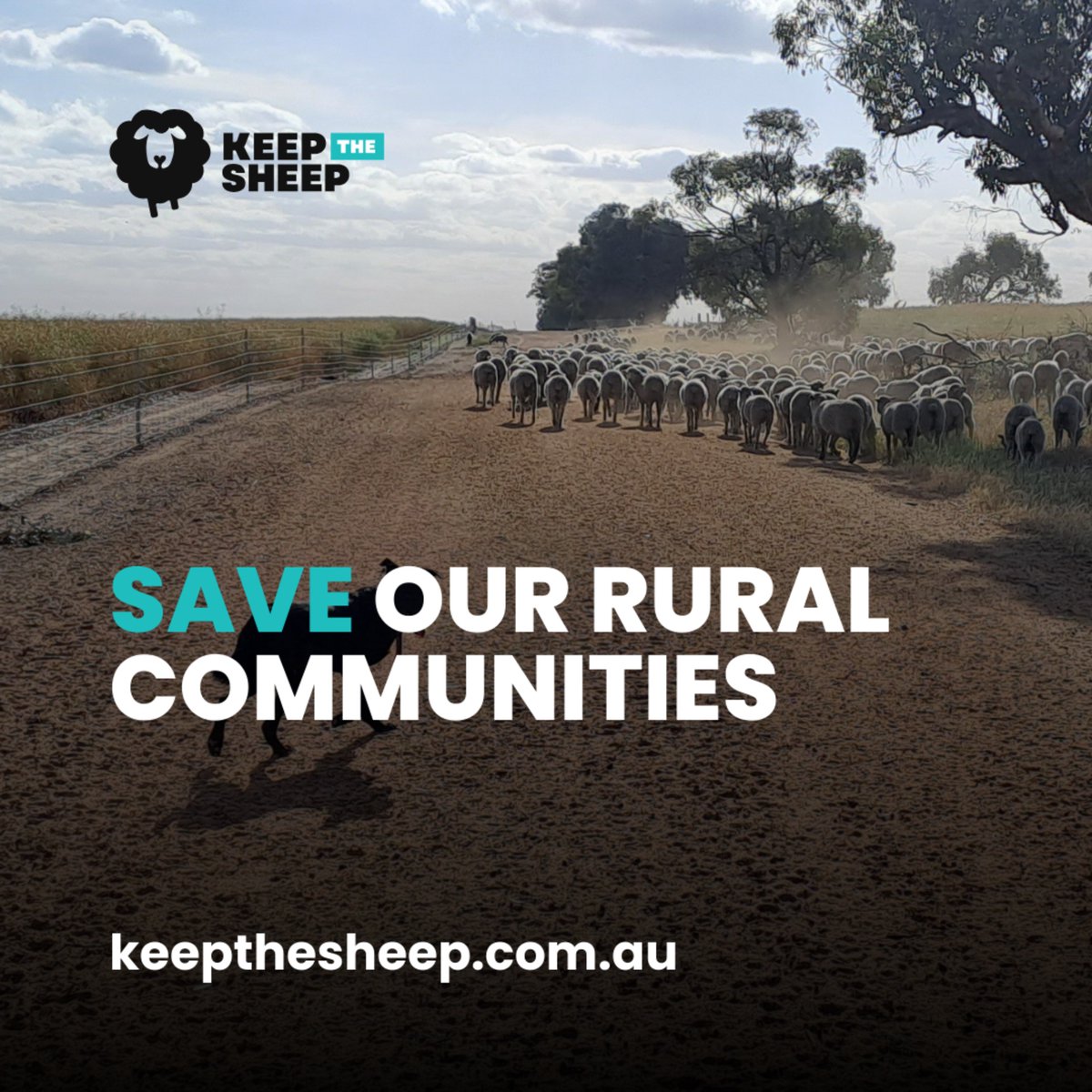 Ceasing live sheep exports will shrink & change the sheep flock, leading to 55,000 less bales of #wool being produced a year and the complete loss of that income. The transition package does nothing about this. #keepthesheep sign here bit.ly/4aJnjp0