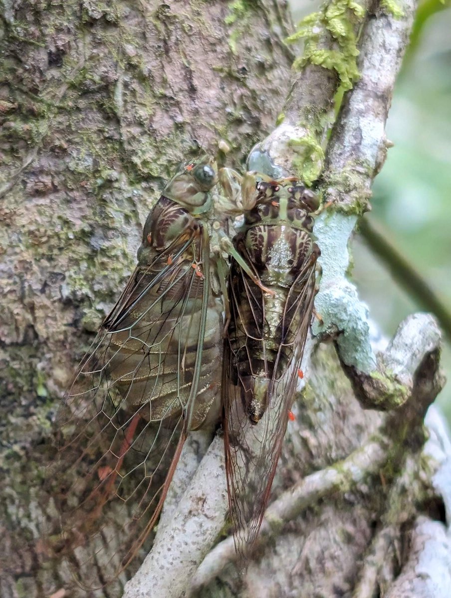 Did you know? 🤔
Cicadas live underground for around 6-7 years. Spending most of their life underground as nymphs (small, wingless cicadas), living on the sap from plant roots. When the nymph reaches full size it digs its way to the surface with its front legs! 🪲