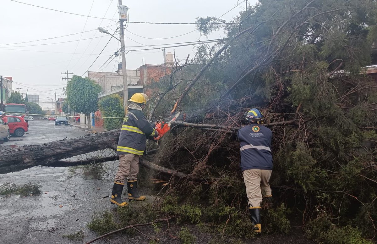 🛑 Tras las lluvias del día de hoy, personal de @PC_Estatal atiende afectaciones en distintos puntos de la capital, junto con bomberos del estado y protección civil municipal. Hasta el momento solo se ha reportado la caída de cuatro árboles y encharcamientos. Seguiremos