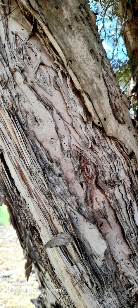 With rainfall farmers start turning to next shelterbelt & paddock tree project. One tree 15m2 of shelter & shade ! 'Snow in Summer' Paperbark-Melaleuca linariifolia In any v windy place let the branches go to the ground to protect the multiple trunk from splitting.