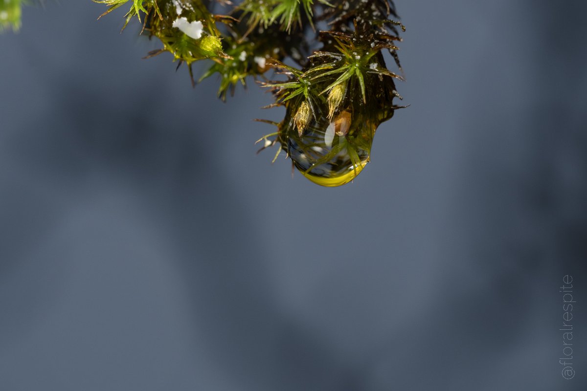 @Sam_Alexandra23 Droplet hanging from moss on magnolia tree.
