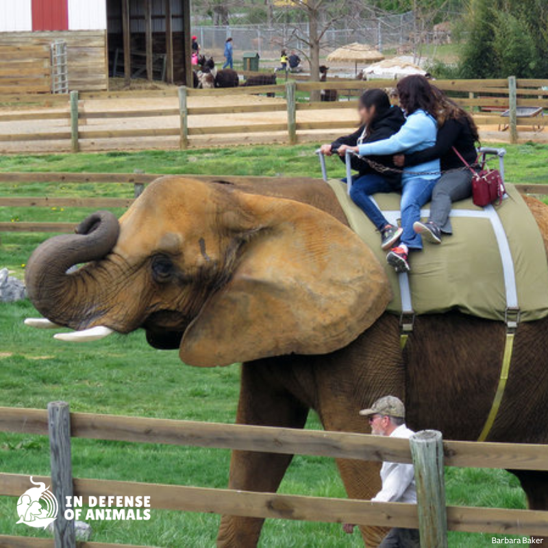 Sad news. #Asha, one of the most abused elephants in the U.S., has been shipped from one worst zoo to another. #NaturalBridgeZoo #Virginia #TwoTailsRanch #Florida idausa.org/campaign/eleph…