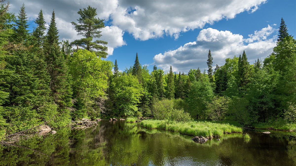 WildAdks's tweet photo. Wetlands on the banks of the Chubb River, Lake Placid, NY (30 May 2024). https://t.co/leZLzv4Tep
#AdirondackWetlands #Wetlands #ChubbRiver #springwatchAdirondacks #adirondacknature https://t.co/dOdFeqmfWm