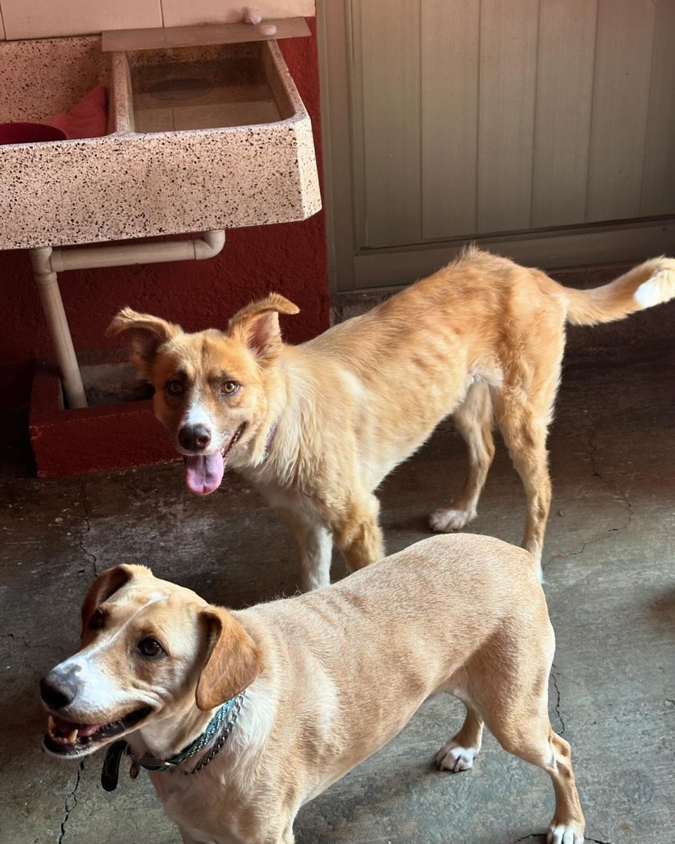 HELA_MORE's tweet photo. Amigos nos piden compartir a estos chaparritos que serán dormidos si no consiguen familias 🥺
Su humana tuvo un accidente y lamentablemente falleció,y sus hijos no quieren a los perritos.
Si gustan adoptar alguno comuníquense al teléfono 5535081847
Muchas gracias https://t.co/pH6GYjLO5W