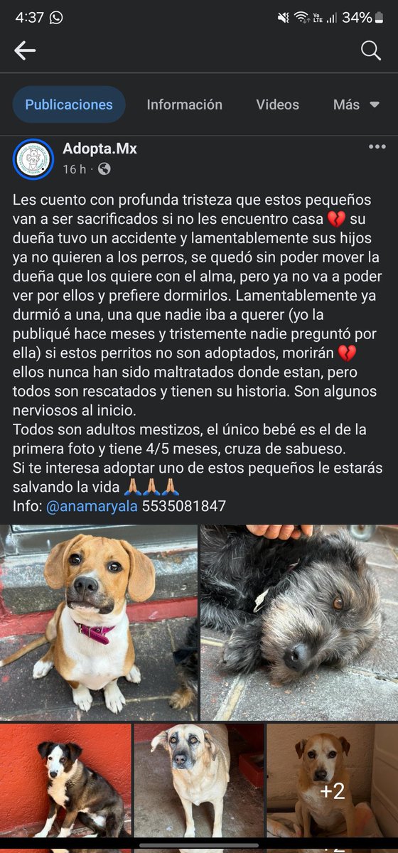 HELA_MORE's tweet photo. Amigos nos piden compartir a estos chaparritos que serán dormidos si no consiguen familias 🥺
Su humana tuvo un accidente y lamentablemente falleció,y sus hijos no quieren a los perritos.
Si gustan adoptar alguno comuníquense al teléfono 5535081847
Muchas gracias https://t.co/pH6GYjLO5W