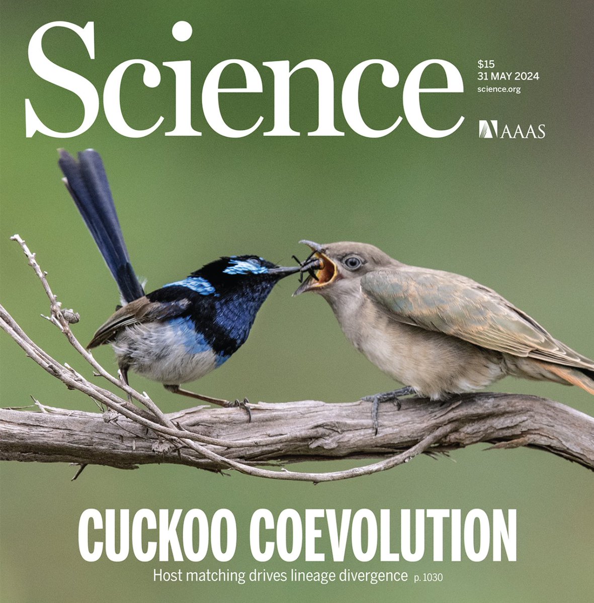 Hot on the heels of the Giant Hummer paper in PNAS, another big-hitting bird speciation story appears, this time gracing the cover of Science. Langmore et al. show that coevolution between parasitic cuckoos and their hosts may drive sympatric speciation. science.org/doi/10.1126/sc…