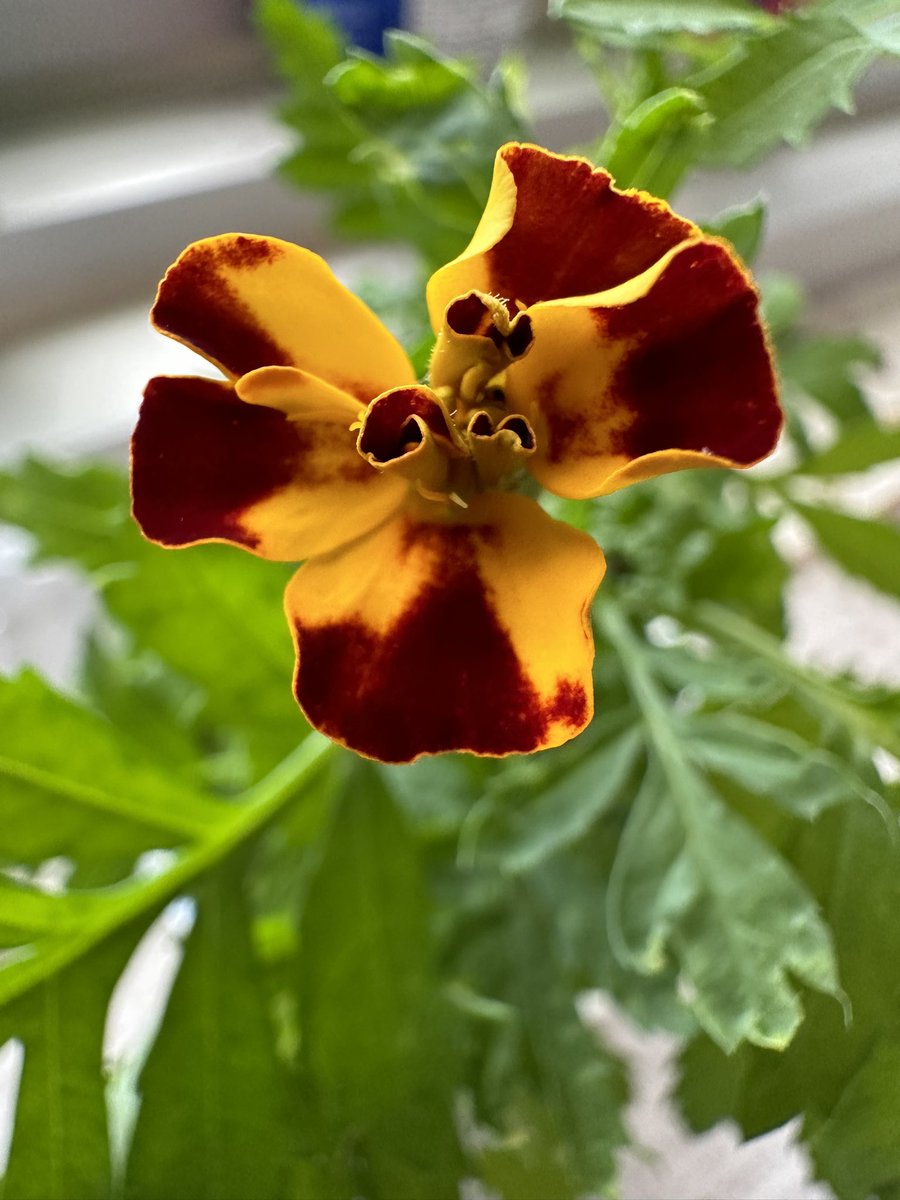 Teacher.P tweet media