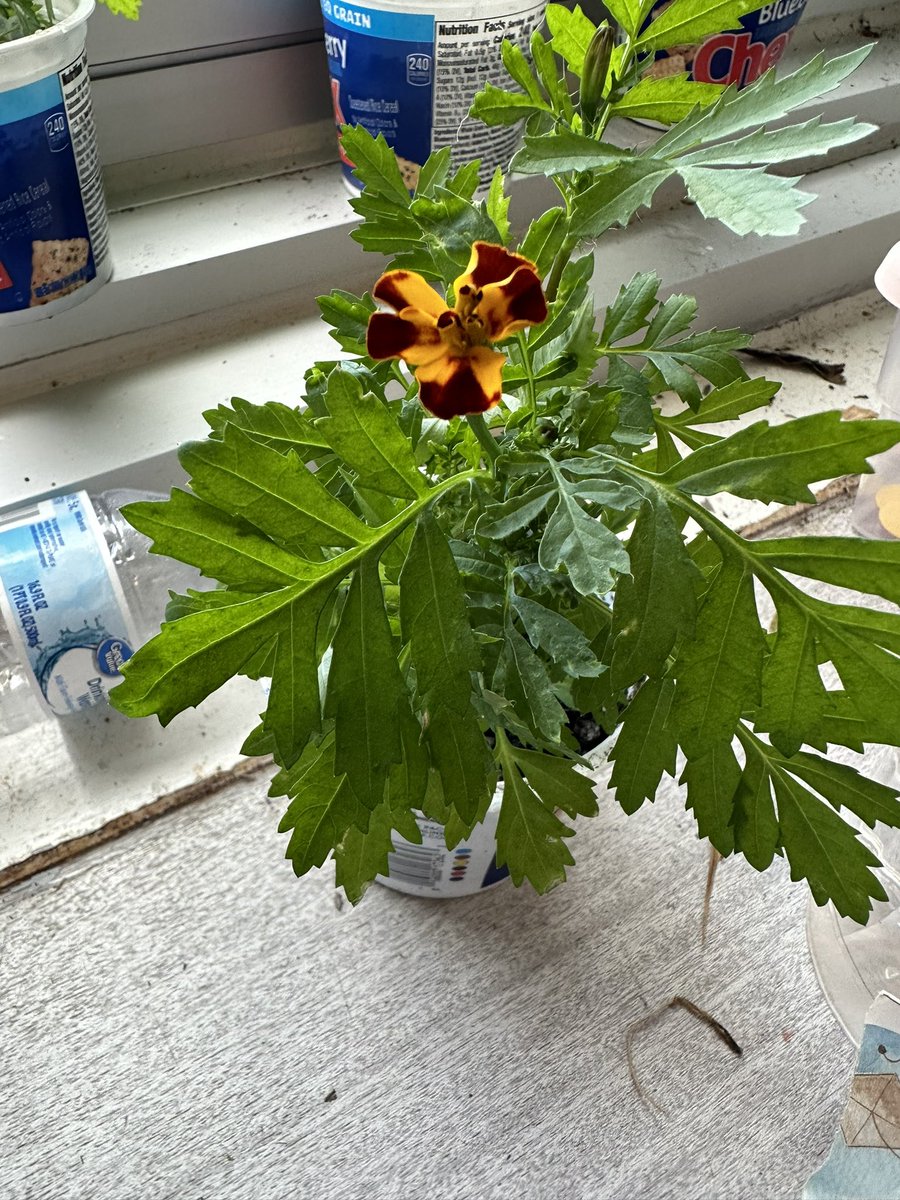 Teacher.P tweet media