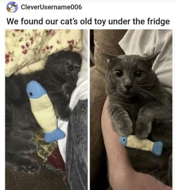 Dont Show Your Cat tweet media