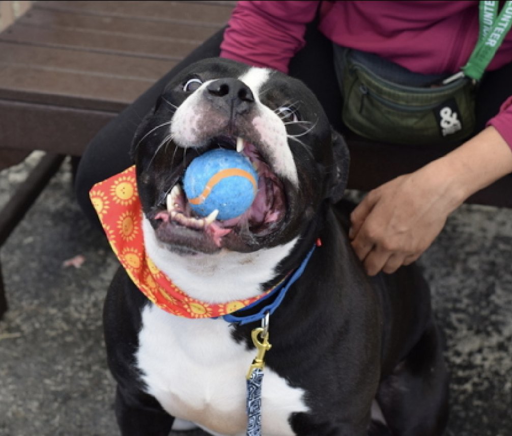 💞Trooper💞 #BYCACC 196926 4yr ▪️Relisted TBK: 6/1💉 Handsome, friendly, playful boy! Just exquisite! Adores ppl, attn +such a cuddlebug! Darling sweetheart needs loving, N.East #Foster/ #Adopter, 2 give u all his luv +change yr life! DM @notthesameone2 Pls #pledge 💞Trooper