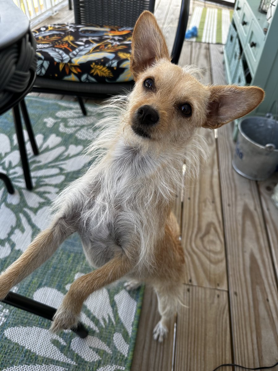 frostbyte910's tweet image. Dog and Apt sitting for my mother - and Zoe is SOOO sweet.  #dog #dogsitter #sweetbaby #snep #furry #fursuiter #lovethisdog
