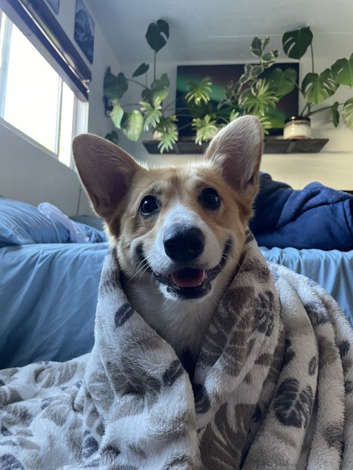 1 pic. i’ve been dogsitting this corgi the past few weeks and I want to kidnap him I love him so much