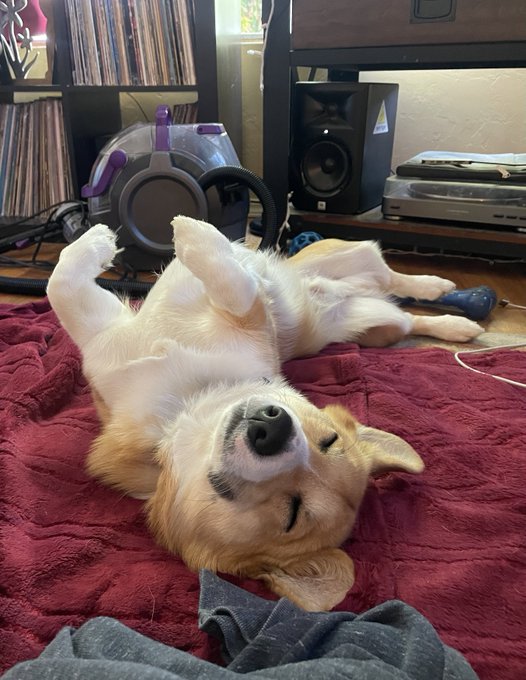 2 pic. i’ve been dogsitting this corgi the past few weeks and I want to kidnap him I love him so much