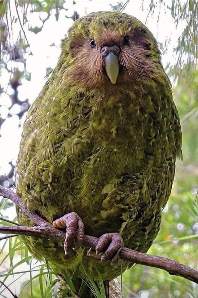 Kakapo 👍