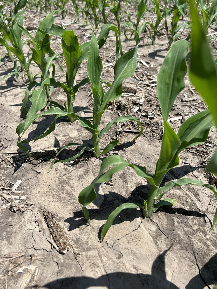 McCord_Ag's tweet photo. Earliest I can recall seeing tillers develop, V4 corn. #HappyCorn @AgriGold https://t.co/YN3QwDoD6s