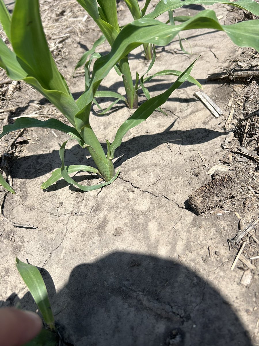 McCord_Ag's tweet photo. Earliest I can recall seeing tillers develop, V4 corn. #HappyCorn @AgriGold https://t.co/YN3QwDoD6s