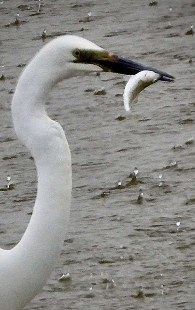 @Sam_Alexandra23 #raindrops #rain January 2024 Coorong National Park