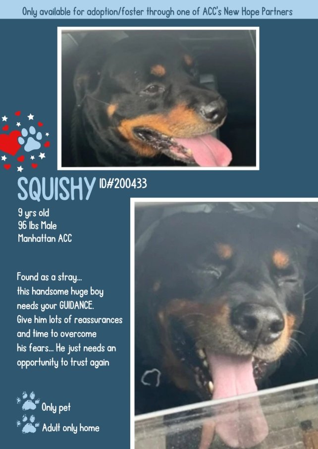💔Squishy💔 #NYCACC #200433 9y ▪️To Be Killed: 6/1💉 ▪New Hope Rescue Only ▪To #Foster: ▪️Pls DM: @notthesameone2 Or ▪Pls Email: nycdogslivesmatter@gmail.com + FB facebook.com/media/set/?set… ▪Solo Pet ▪Live in N.East ▪No kids under 13 Tysvm 💗Squishy