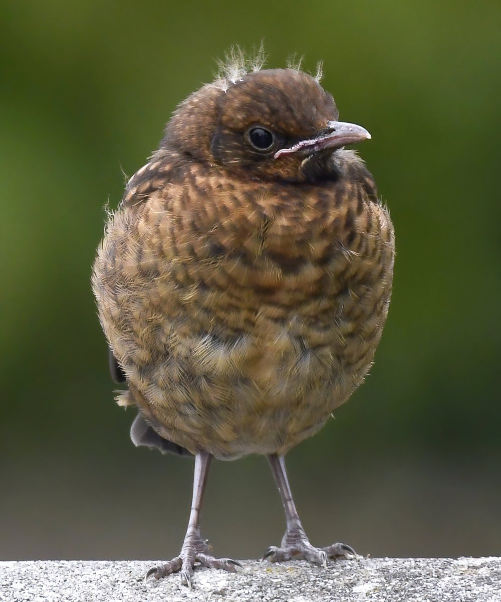 CarlBovisNature's tweet image. As it's Friday, I'm asking all my followers to please retweet (and comment) on this post if you see it, to help my bird account be seen!🙏
 To make it worth sharing, here's a grumpy baby Blackbird in my Somerset garden. 😁😍🐦
 Thank you very much! ♥️