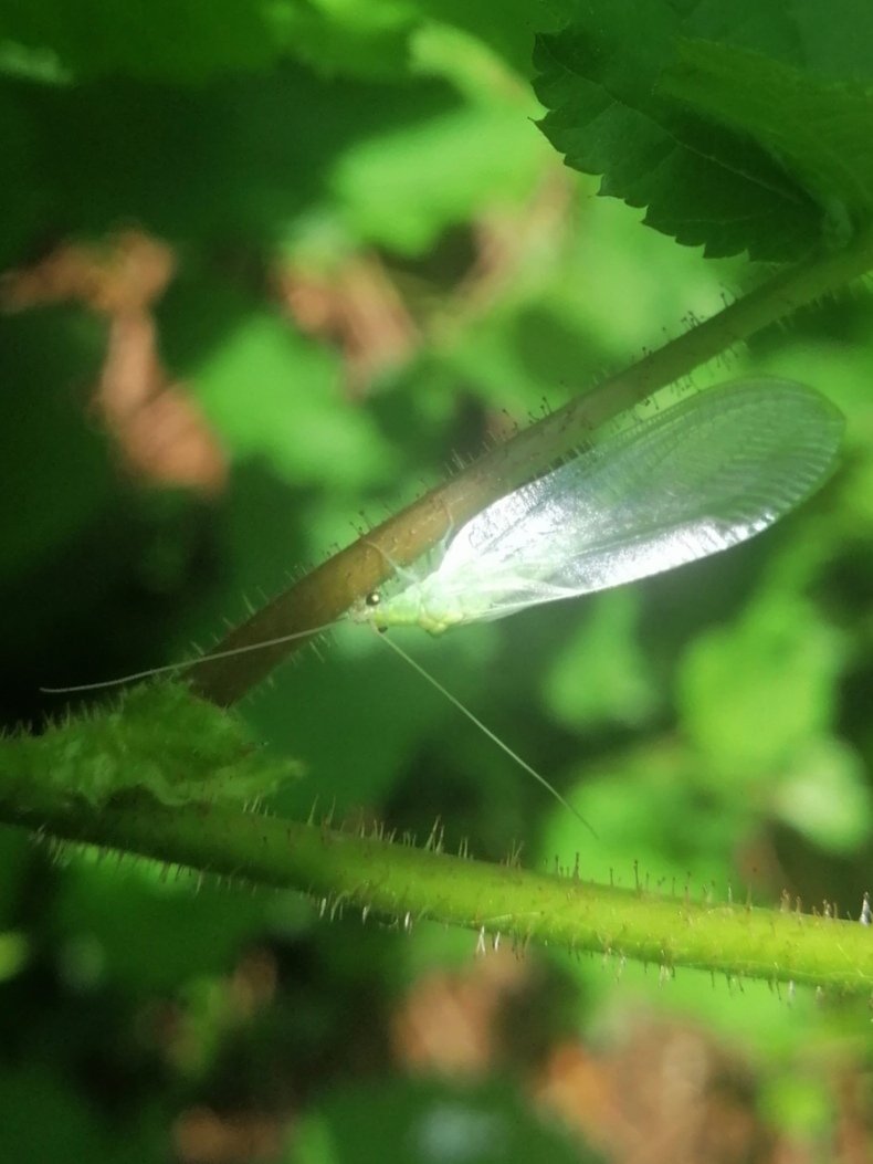 Green Lacewing (Chrysoperla carnea) sheltering on Hazel foliage within an inner-urban garden in Maidstone, Kent. @KentFieldClub @KentWildlife @Britnatureguide @Buzz_dont_tweet