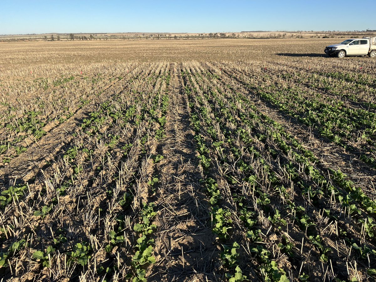 Left - sown at 25 mm and no presswheel pressure vs right - 60mm into moisture plus wheel pressure in Corrigin. Site had a prolonged dry period which saw shallow treatments fall away and deep canola maintain vigour. <a href="/theGRDC/">GRDC</a>
