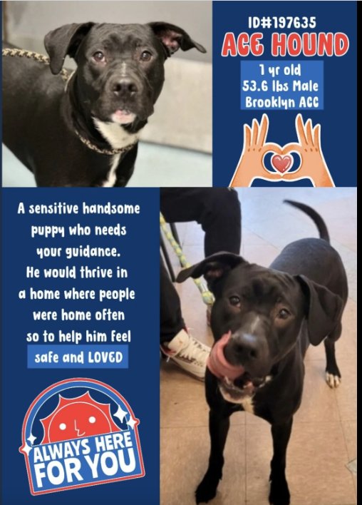 💔Ace Hound💔 #NYCACC #1967635 1y ▪️To Be Killed: 6/1 💉 ▪To #Adopt/#Foster: ▪️Pls DM: @notthesameone2 Or ▪Pls Email: nycdogslivesmatter@gmail.com + FB facebook.com/media/set/?set… ▪Live in N.East ▪No kids under 13 Tysvm 💗Ace Hound