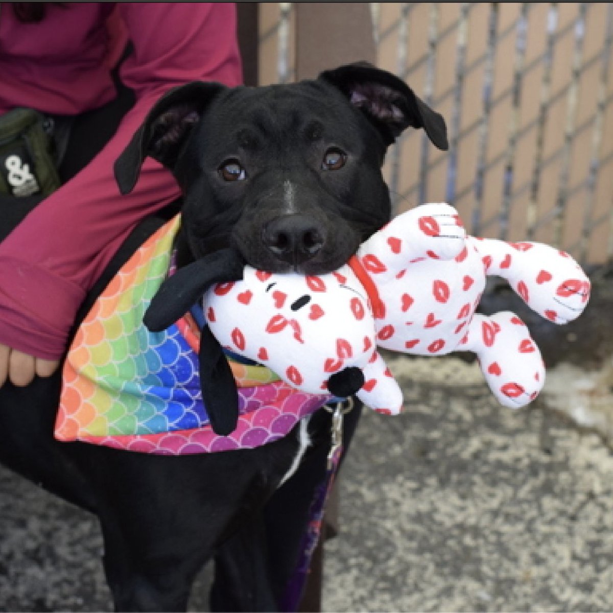 💔Ace Hound💔 #NYCACC #1967635 1y ▪️To Be Killed: 6/1💉 Precious sweetie's the most glorious, playful puppy! C vid In reply! Affectionate, loving. Tiny cell's no place 4 baby! Here 2 long +needs loving, N.East #Adopter/#Foster, 2 blossom into yr BFF. Pls #pledge 💞Ace Hound