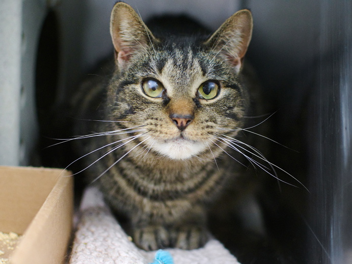 NYCDEATHROWCATS's tweet photo. THERE ARE 37 ANIMALS ( 8 CATS &amp; 29 DOGS)  AT RISK FOR SATURDAY 6/1/24 DEADLINE IS NOON. PLEASE SHARE, FOSTER, ADOPT, TAG FRIENDS, POST TO SOCIAL MEDIA SITES, PLEDGE TO  HELP SAVE THEIR LIVES. NEW PHOTOS https://t.co/Rt2PL8RIF6 https://t.co/LtTbSkqNVB