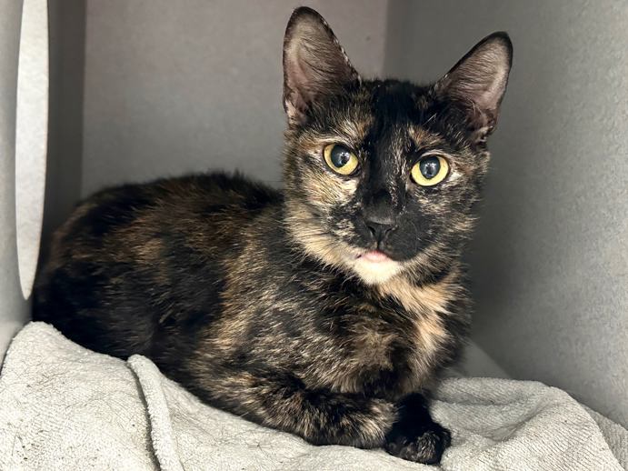 NYCDEATHROWCATS's tweet photo. THERE ARE 37 ANIMALS ( 8 CATS &amp; 29 DOGS)  AT RISK FOR SATURDAY 6/1/24 DEADLINE IS NOON. PLEASE SHARE, FOSTER, ADOPT, TAG FRIENDS, POST TO SOCIAL MEDIA SITES, PLEDGE TO  HELP SAVE THEIR LIVES. NEW PHOTOS https://t.co/Rt2PL8RIF6 https://t.co/LtTbSkqNVB