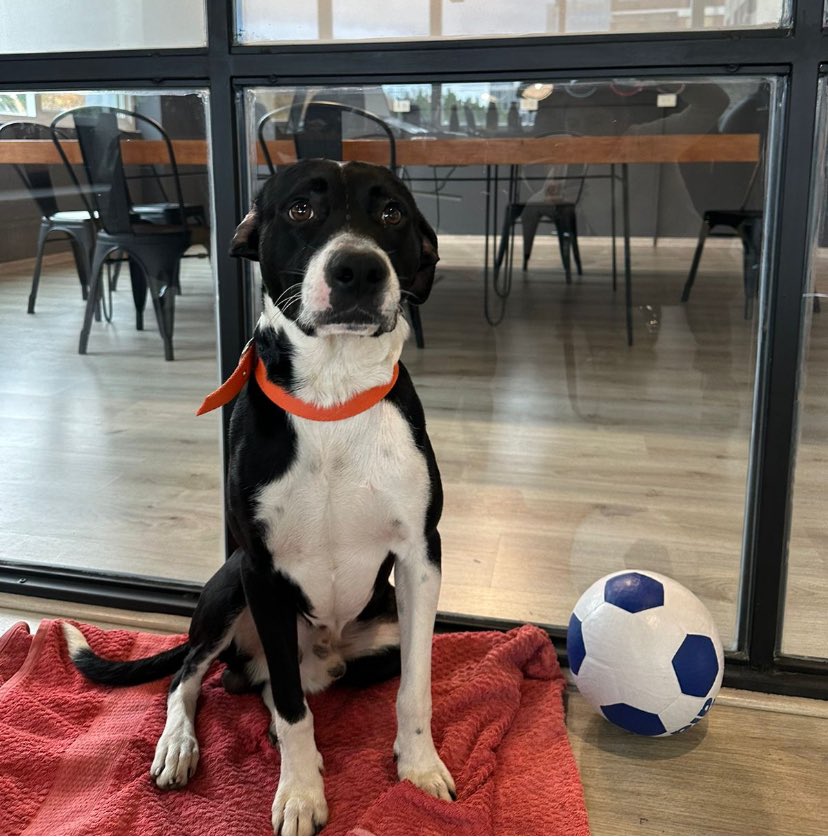 Adorable! Tiene un año, lo abandonaron en Olivos, y busca una familia q lo quiera. Es extremadamente dulce y cariñoso y quien lo rescato no lo puede tener. Está en adopción. Contacto Zoe. 1144385044. Se agradece retuitear