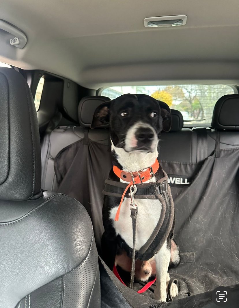 loreleygaff's tweet photo. Adorable! Tiene un año, lo abandonaron en Olivos, y busca una familia q lo quiera. Es extremadamente dulce y cariñoso y quien lo rescato no lo puede tener. Está en adopción. Contacto Zoe. 1144385044. Se agradece retuitear https://t.co/BAepDGkFF8