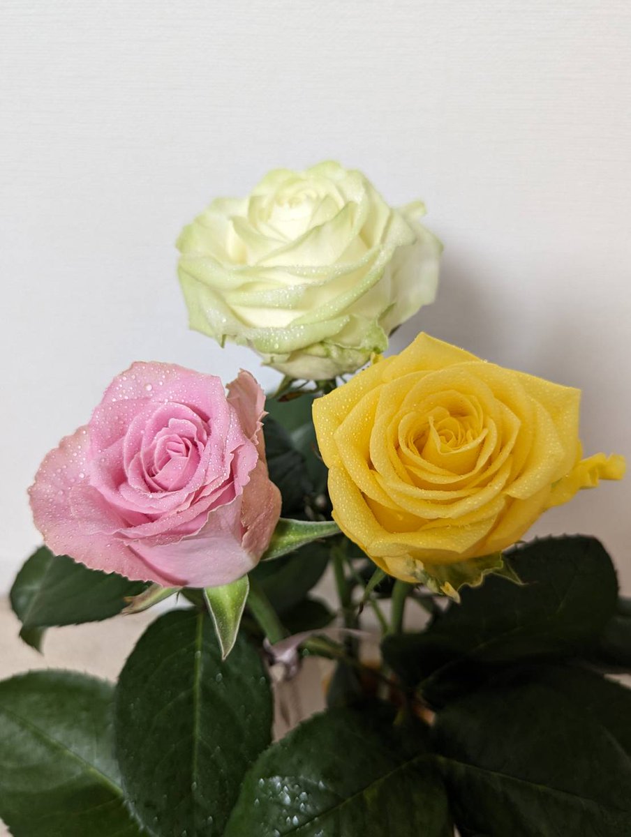 remiofan's tweet photo. 妻へ花をプレゼントしました💐
お誕生日おめでとう🙋
#rosegallery
#ローズギャラリー
#広尾 https://t.co/5BsVnLtxep