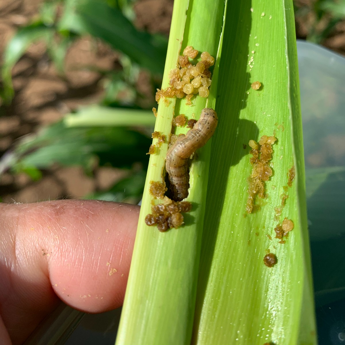 Our fall armyworm webinar is now available as a handy recording! 🐛💻

Hear principal entomologist Dr Melina Miles share valuable insights on this season's challenging FAW infestation, the latest research and sustainable solutions.

▶️ Watch: brnw.ch/21wKinO