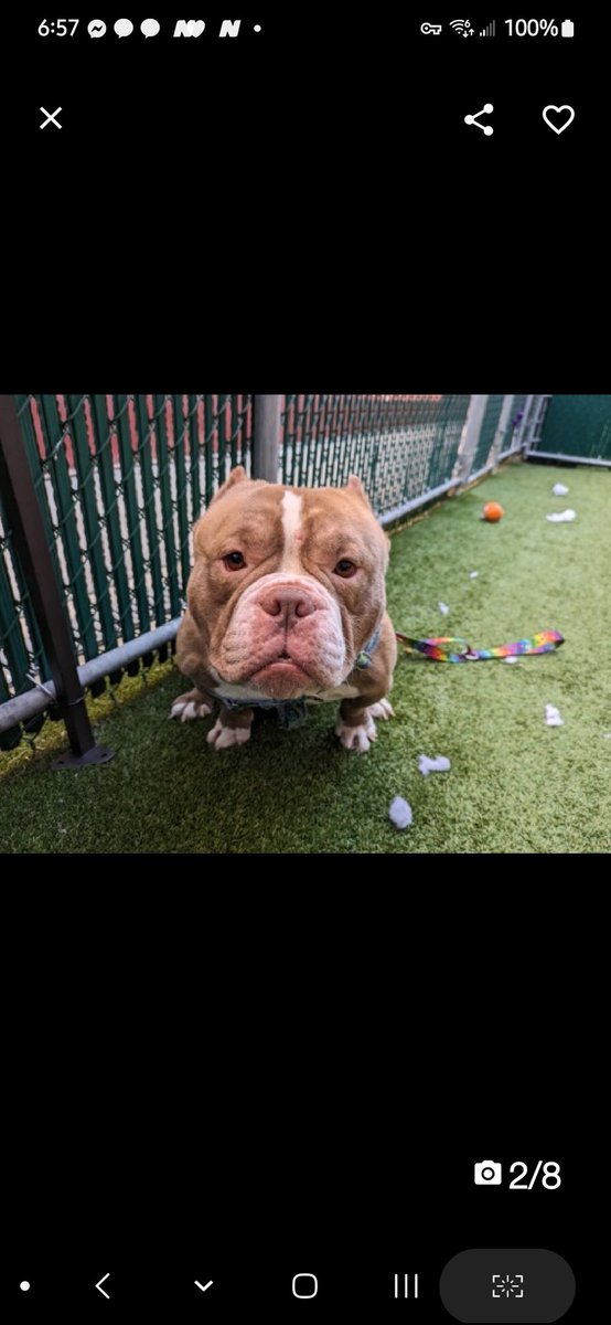 💔Mac💔 #NYCACC #199905 3y ▪️To Be Killed: 6/01 💉 Precious sweetie's💔, surr 4 housing. Listed 4 MD. Has severe brachycephalic syndrome + now contracted CIRDC! Needs loving, N.East #Adopter/#Foster, 2 heal in calm environment, 2 not worsen his resp distress. Pls #pledge 💞Mac