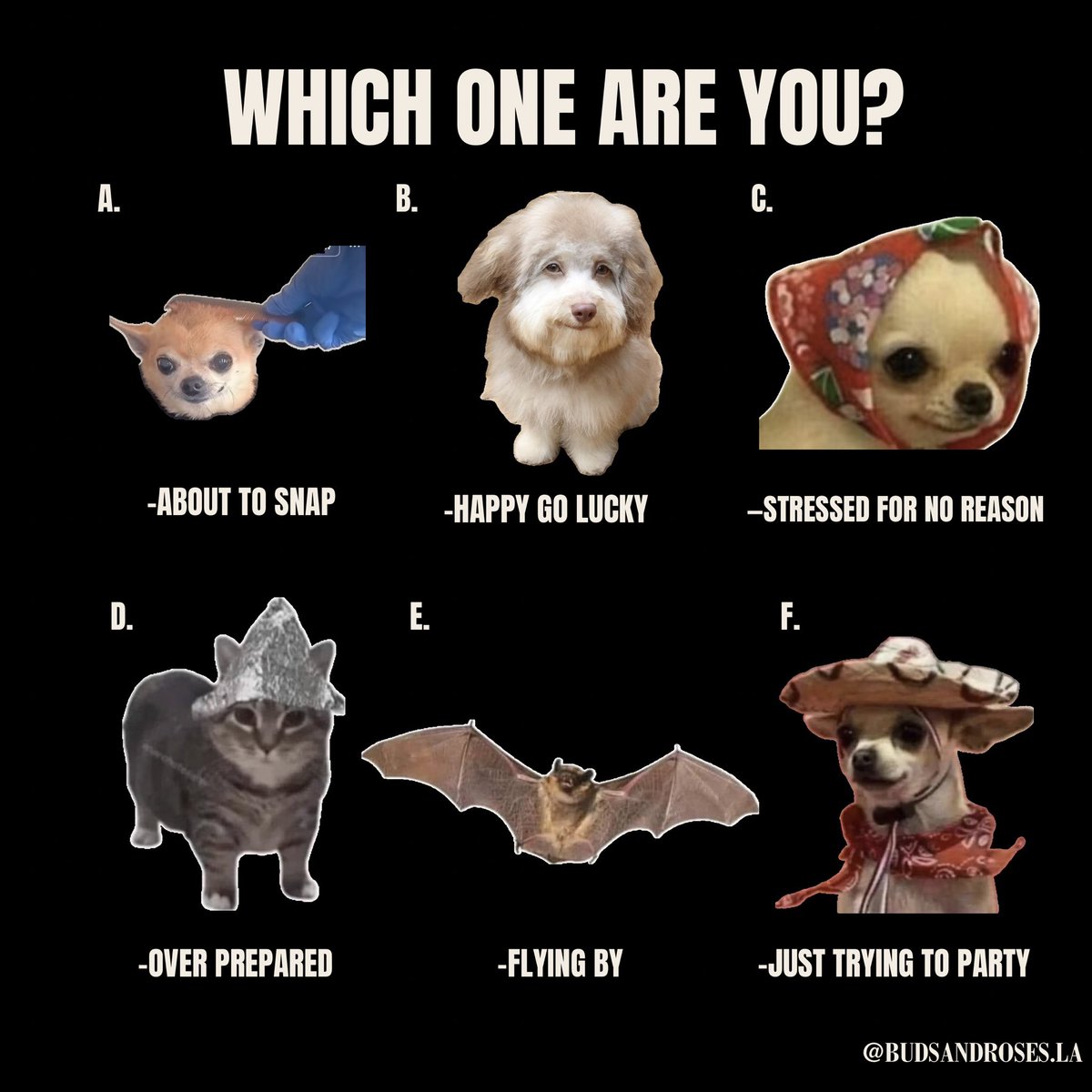 budsandroses's tweet photo. which one do you identify with the most? https://t.co/PNiVEBDp7W