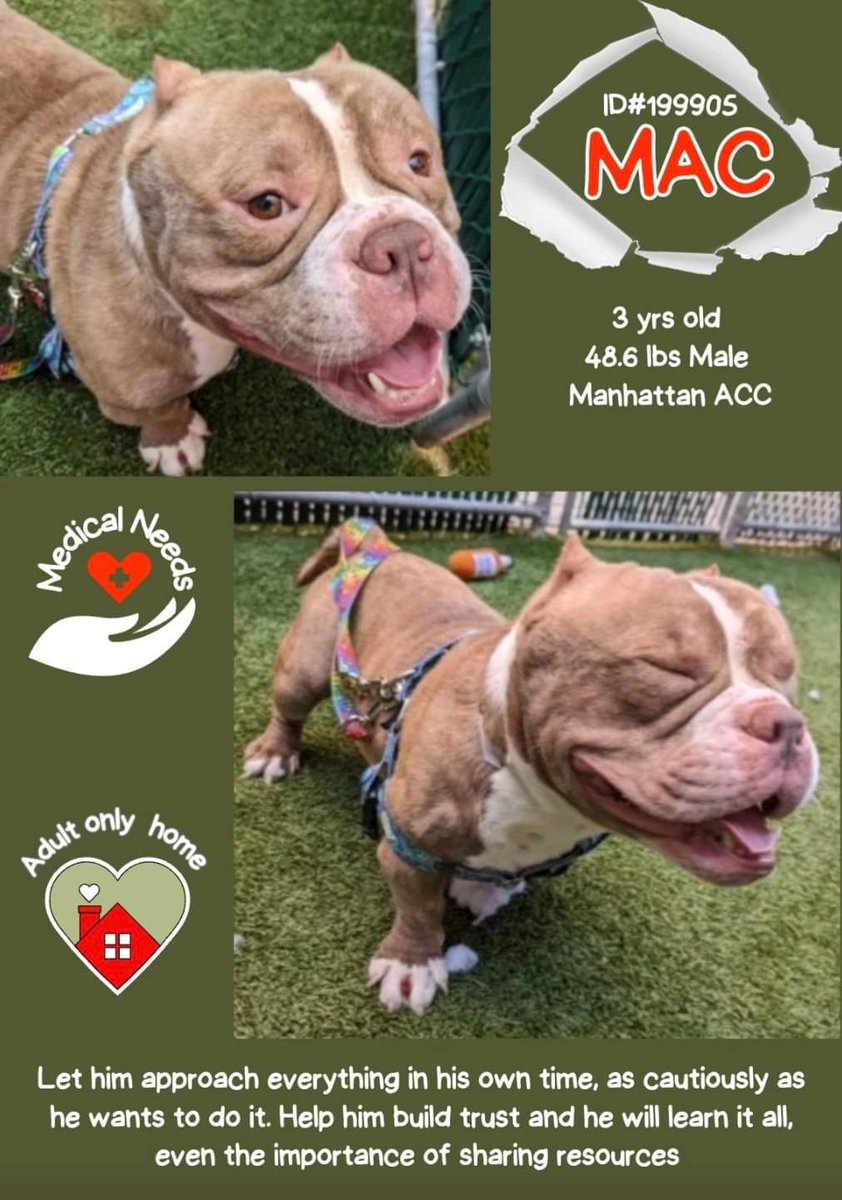 💔Mac💔 #NYCACC #199905 3y ▪️To Be Killed: 6/1💉 ▪To #Adopt/#Foster: ▪️Pls DM: @notthesameone2 Or ▪Pls Email: nycdogslivesmatter@gmail.com + FN: facebook.com/media/set/?set… ▪Live in N.East ▪No kids under 13 Tysvm 💗Mac