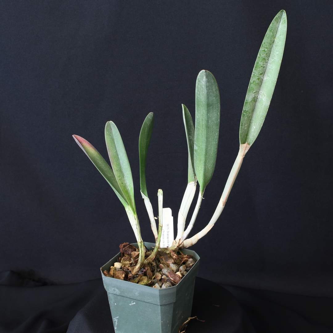 Orchiholism tweet media