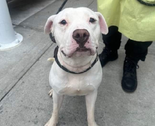 💔Ravioli💔 #NYCACC #198272 3y ▪️To Be Killed: 6/1💉 Precious sweetie's💔, found on grand concourse/188th St/Bronx. Beautiful boy's trembling/scared! Tense, flinches, who knows all endured! Darling needs loving, N.East #Foster, 4 security. 2 decompress. Pls #pledge 💞Ravioli