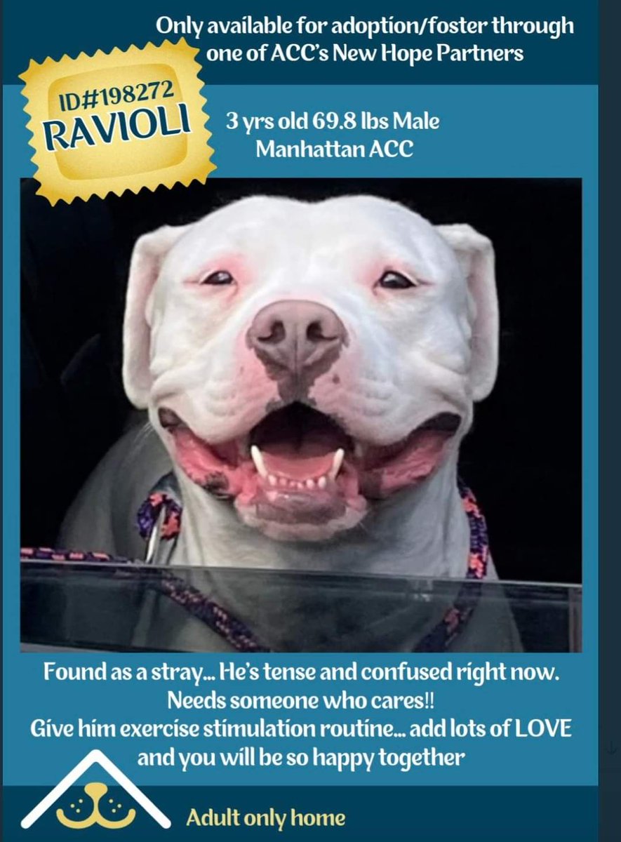 💔Ravioli💔 #NYCACC #198272 3yr ▪️To Be Killed: 6/1💉 ▪New Hope Rescue Only ▪To #Foster: ▪️Pls DM: @notthesameone2 Or ▪Pls Email: nycdogslivesmatter@gmail.com + FB facebook.com/media/set/?set… ▪Solo Pet ▪Live in N.East ▪No kids under 13 Tysvm 💗Ravioli